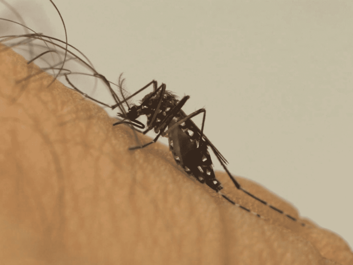 A foto mostra o mosquito aedes aegypti sobre um braço humano
