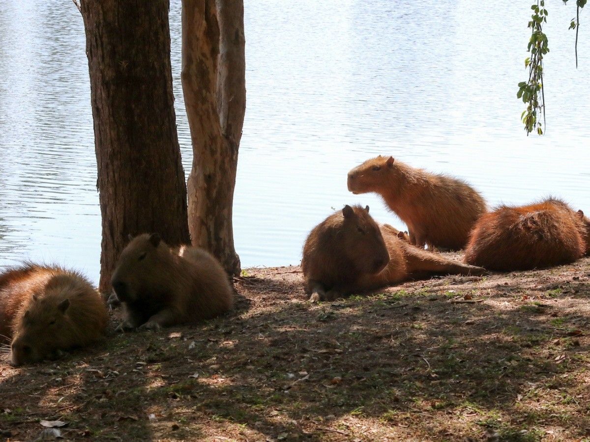 21 ideias de Capivaras  capivaras, capivara, fotos de capivara