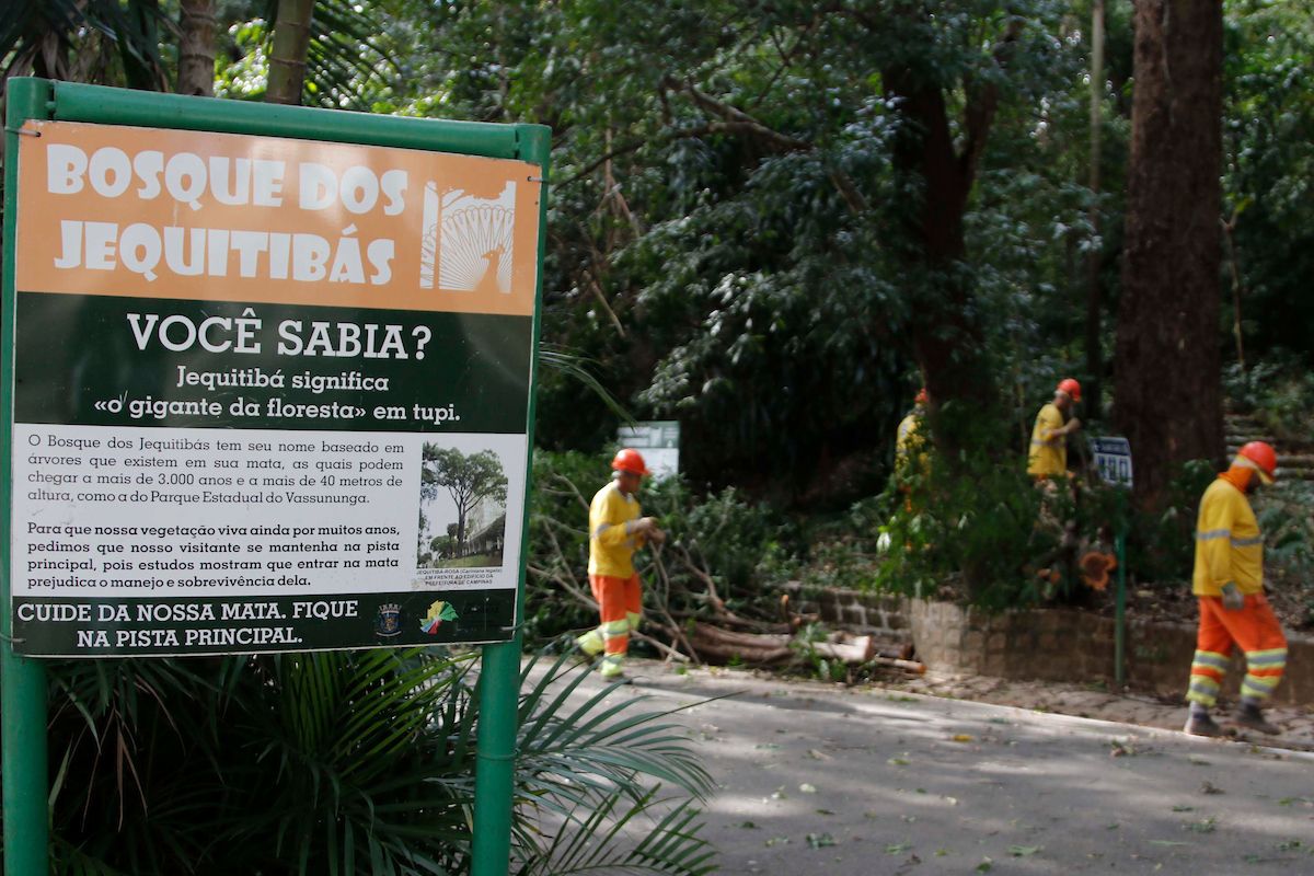 extração de árvores no Bosque dos Jequitibás, em Campinas