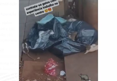 foto mostra imagem sacos de lixo e ratos
