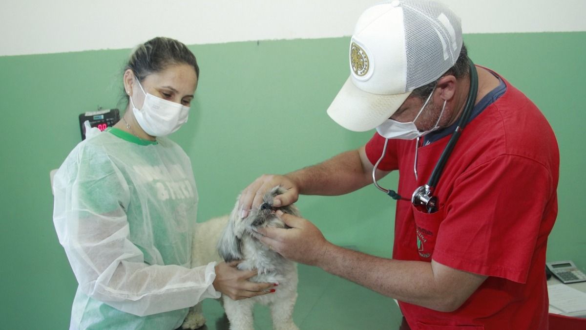 Castrações de animais crescem 17% com mutirões da prefeitura de Jaguariúna