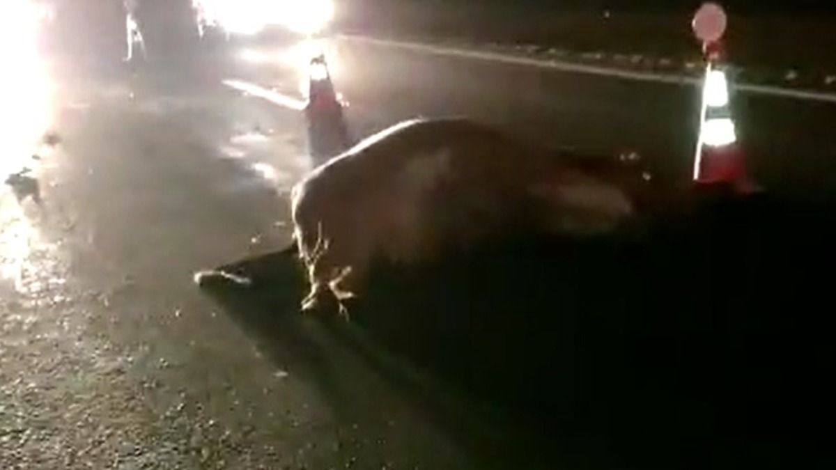 Motorista fica gravemente ferido ao atropelar e matar cavalo. Vídeo