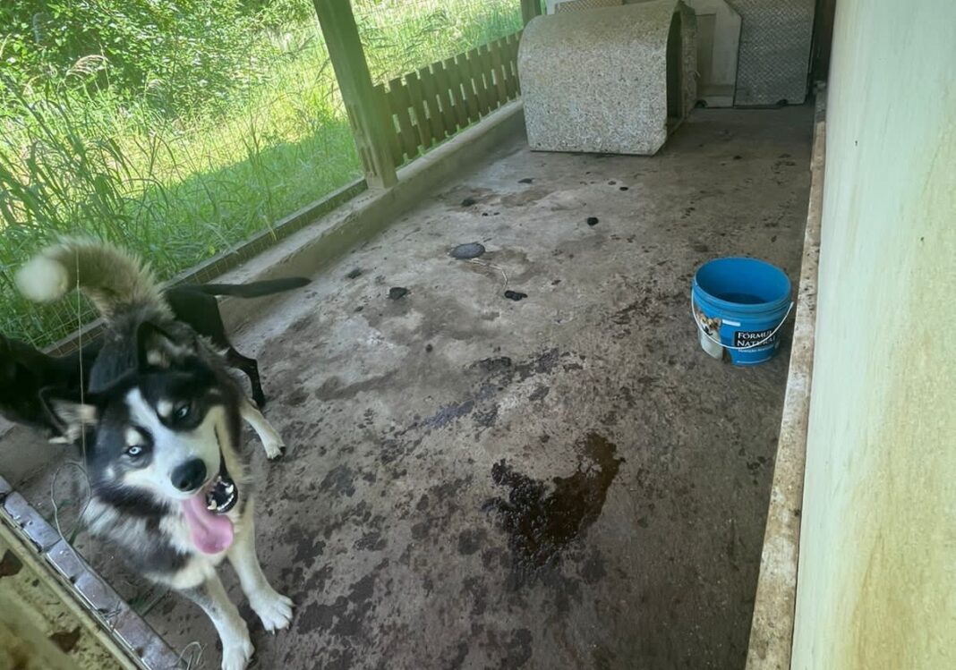 Foram encontrados cinco cães de raça, entre as quais, husky siberiano (Foto: Polícia Civil)