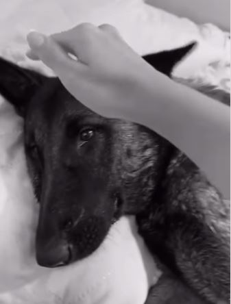 Cachorra foi socorrida por protetor e resgatada por ONG, mas acabou morrendo (Crédito: Amor de Bicho Campinas)
