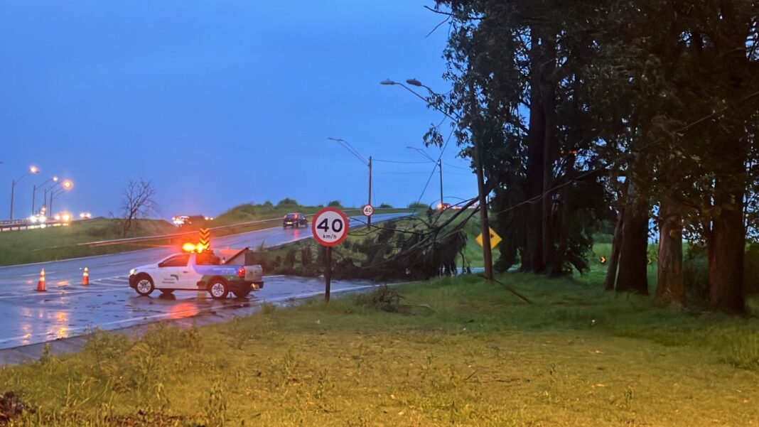 a foto mostra árvore caída em Barão Geraldo na alça de acesso para a Rodovia Dom Pedro.