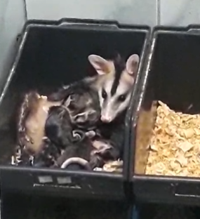 foto mostra a mamãe gambá com seus 11 filhotes, em uma espécie de cesto de uma prateleira