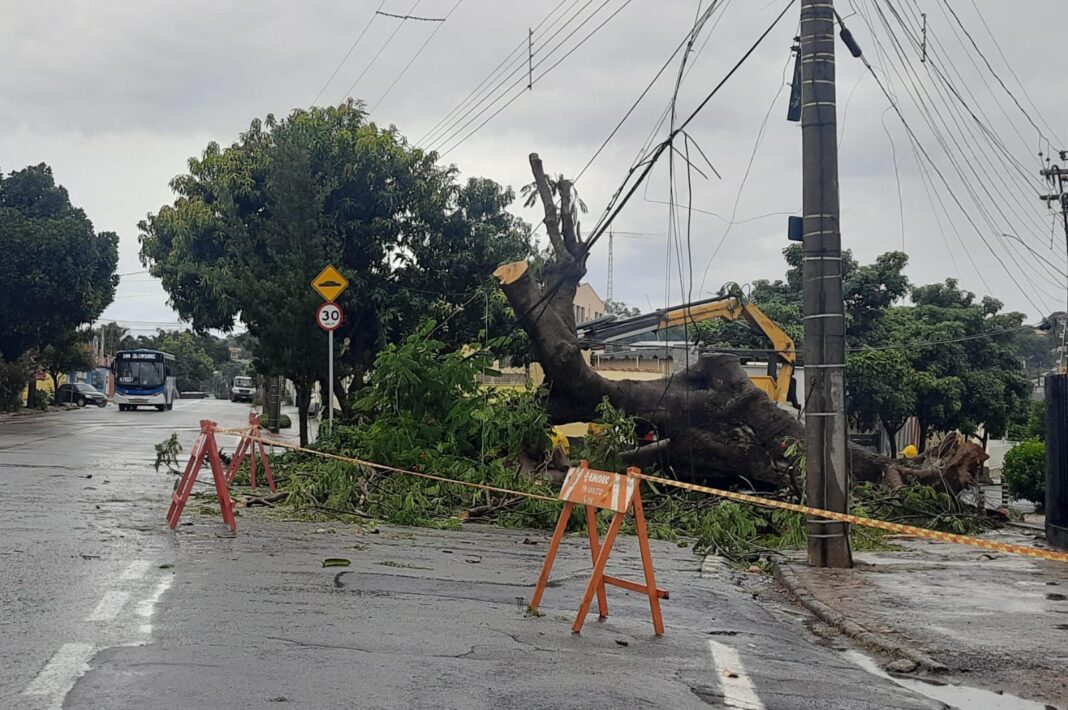 Remoção de árvore que caiu com a tempestade na Rua Sumaré com a Mogi Mirim no Jardim Novo Campos Elíseos (Foto: Código 19)