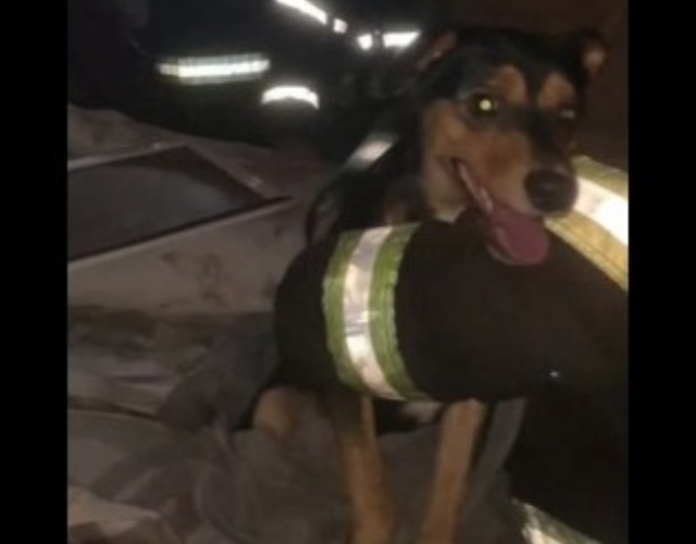 Cachorro foi retirado do imóvel pelos bombeiros (Foto: Reprodução/EPTV Campinas)