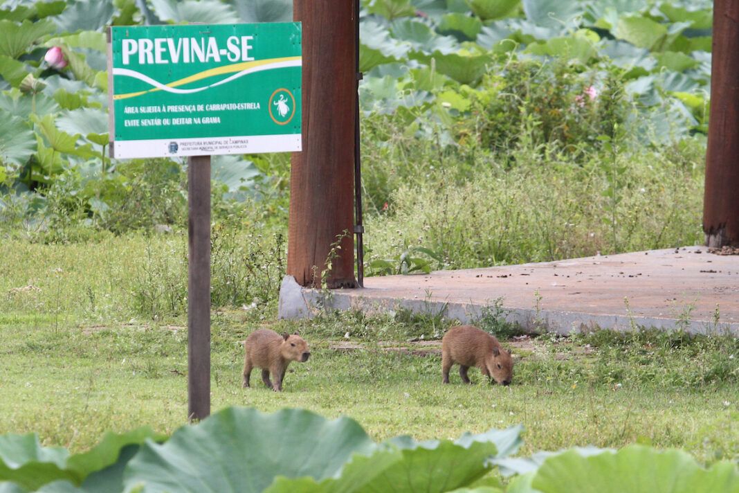 a foto mostra dois filhotes de capivaras comendo grama em uma área verde de Campinas com uma placa de risco de carrapato