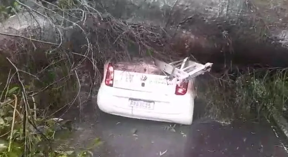 Árvore caiu em cima do carro, matando o motorista (Foto: Lucílio Ferreira Junior)