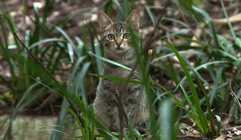 a foto mostra um gato abandonado no bosque dos jequitibás