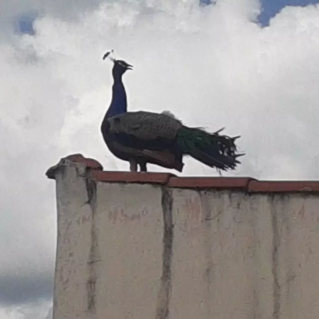 a foto mostra o pavão em cima de uma das casas