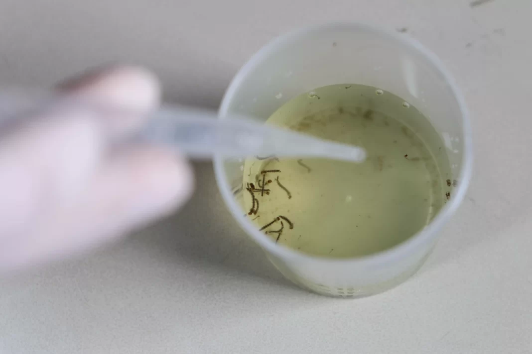 a foto mostra um copo de laboratório com larvas da dengue