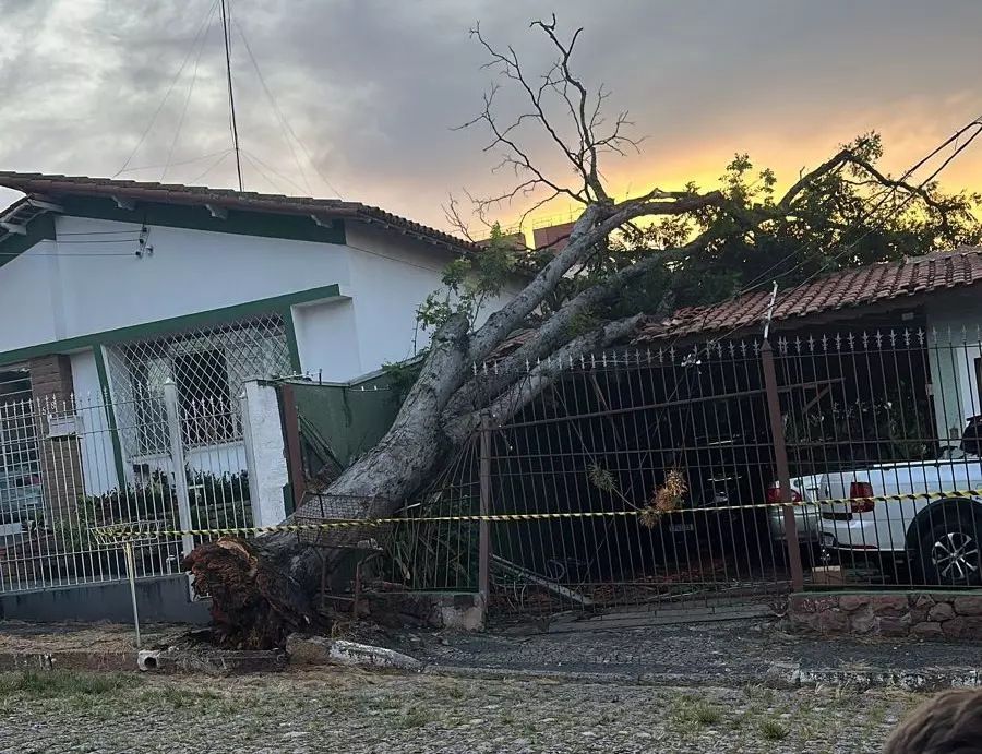 Uma das árvores caiu sobre o telhado de uma casa na Avenida Estados Unidos, na Vila Santana, em Valinhos, assustando moradores (Foto: reprodução/ EPTV - Campinas)