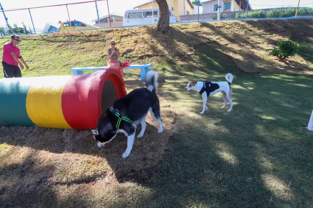 a foto mostra cães brincando em um dos parcões inaugurados