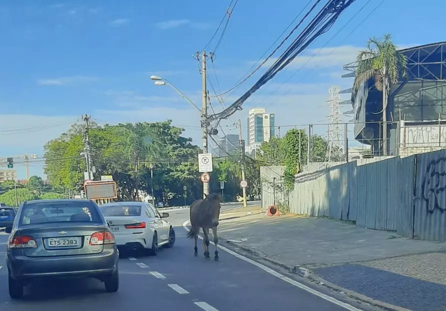 a foto mostra o cavalo solto passando entre os carros na avenida