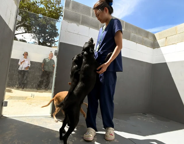 Novo local em Mairinque recebe os animais resgatados em Campinas (Foto: Carlos Bassan/PMC)