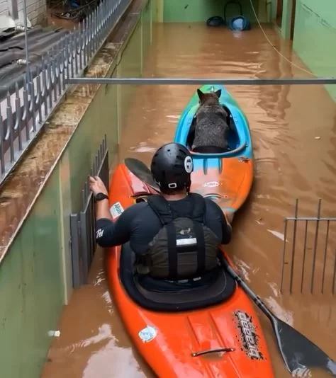 a foto mostra um dos canoístas resgatando um cachorro na enchente, que está em outra canoa