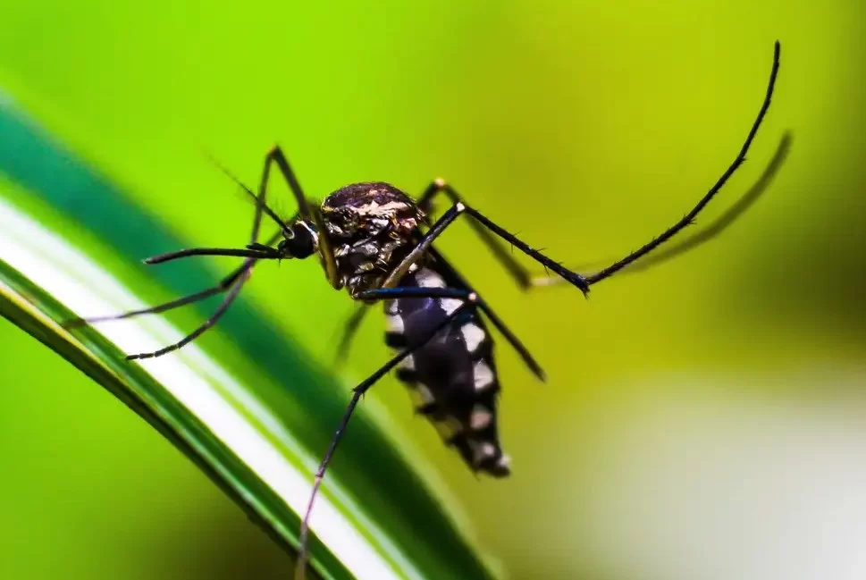 Há a possibilidade de outros mosquitos, desses que habitam as cidades, já estarem infectados com o mayaro e atuando como vetores - como é o Aedes aegypti, que transmite a dengue (Foto: Agência Brasil)