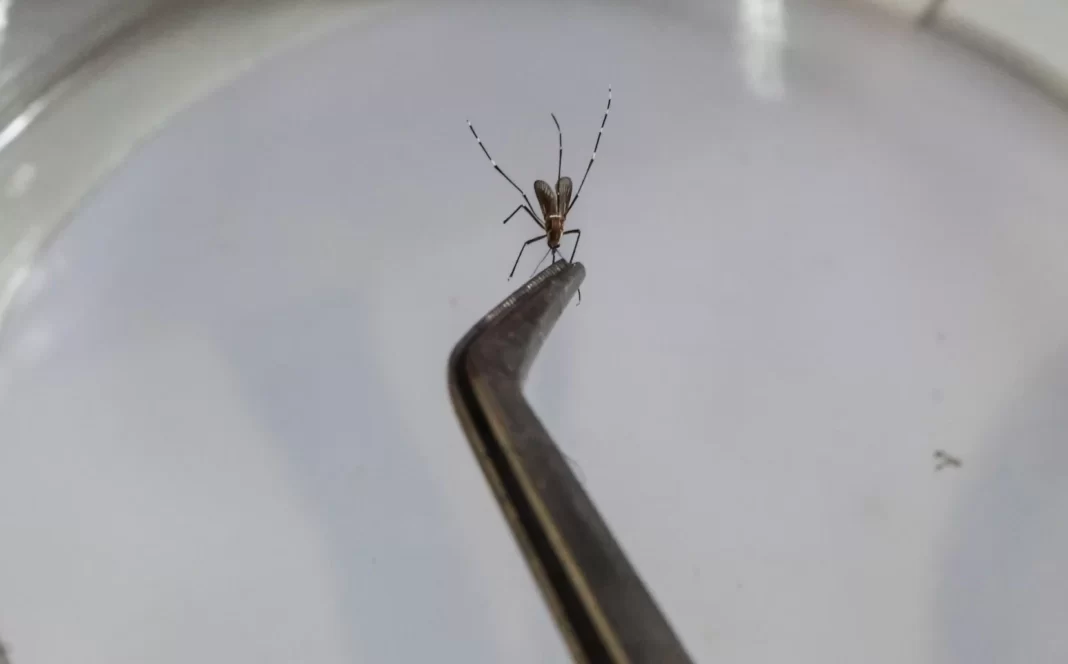 a foto mostra uma pinça segurando um mosquito da dengue