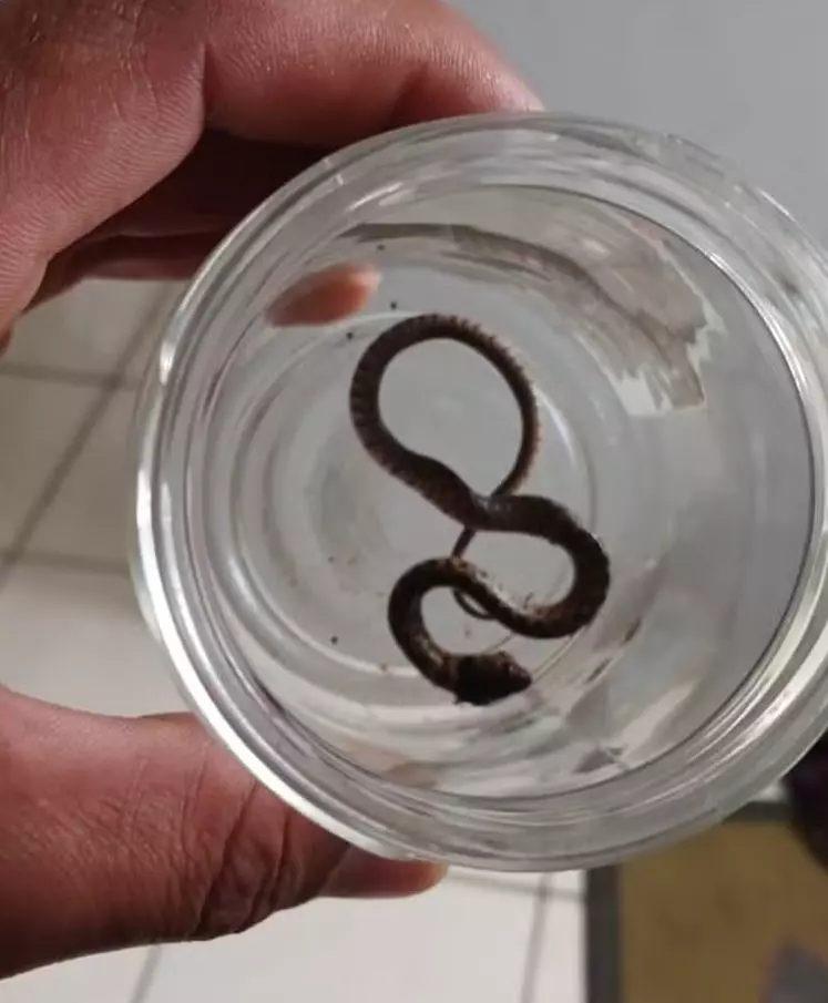 a foto mostra uma cobra em uma amostra de laboratório