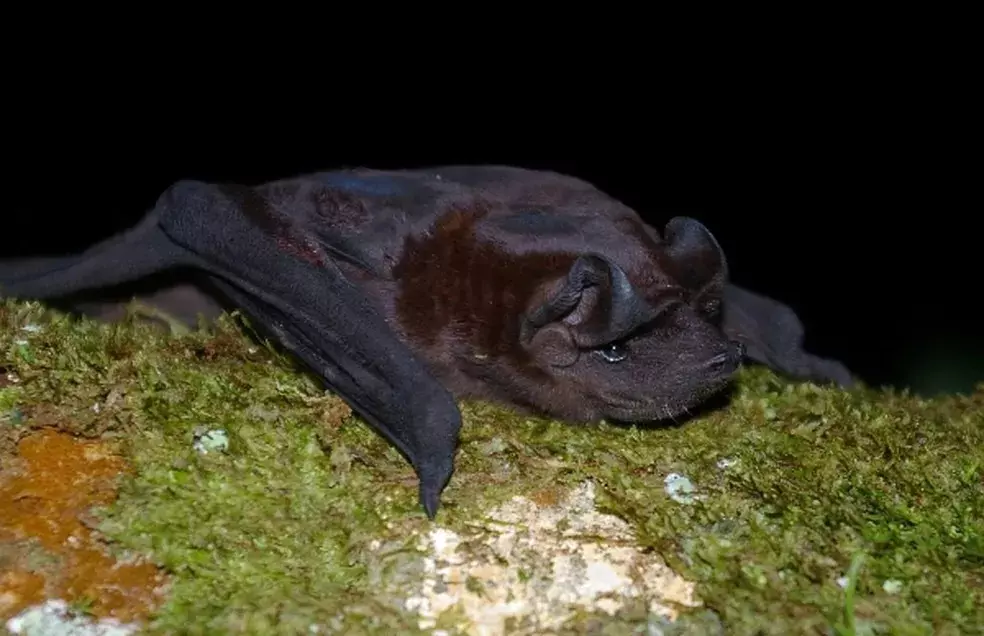Quando estão caídos no chão, morcegos podem estar doentes, já que não têm o hábito de ficar no solo (Foto: Prefeitura de Piracicaba/ arquivo)