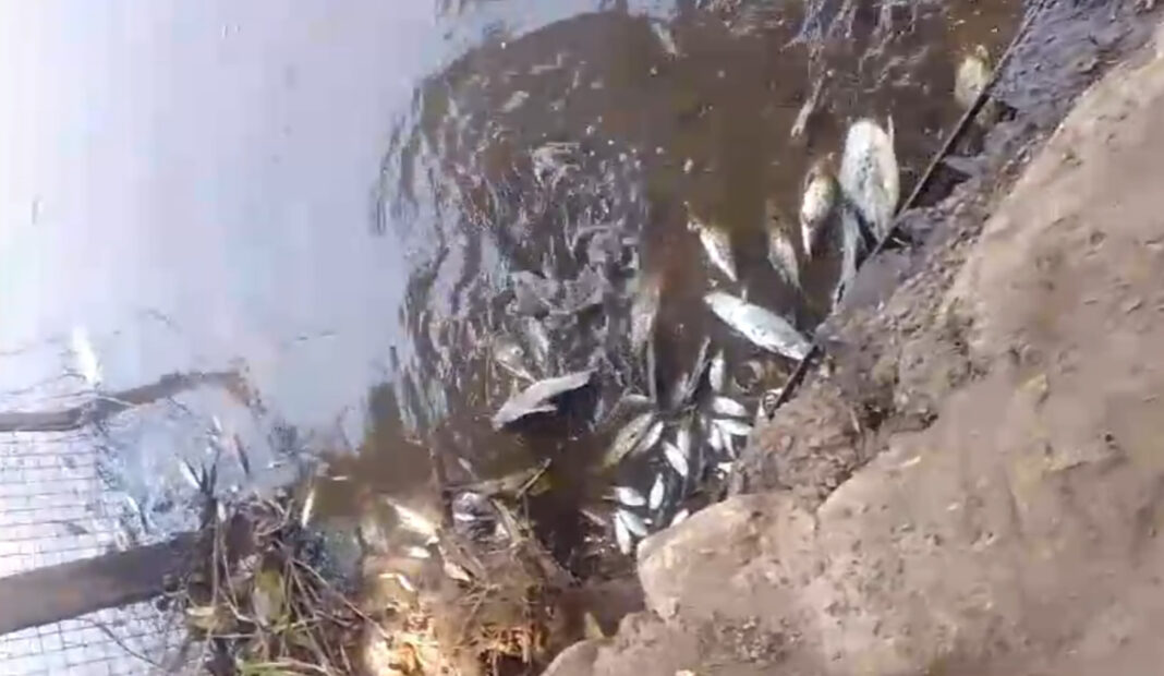 morte de peixes no rio pardo