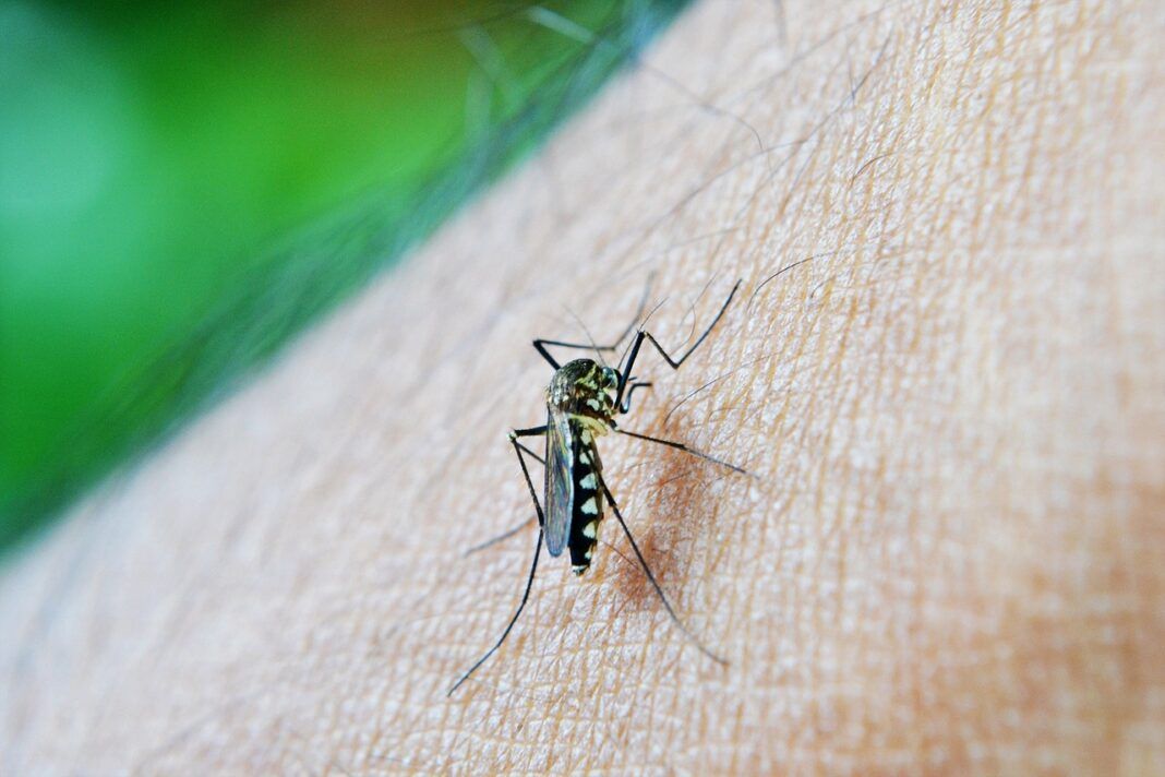 dengue vai ter vacina