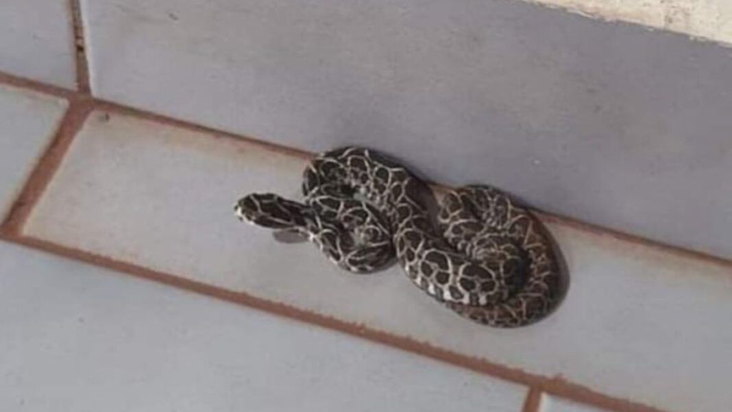 Cobra é encontrada em escola em Miguelópolis