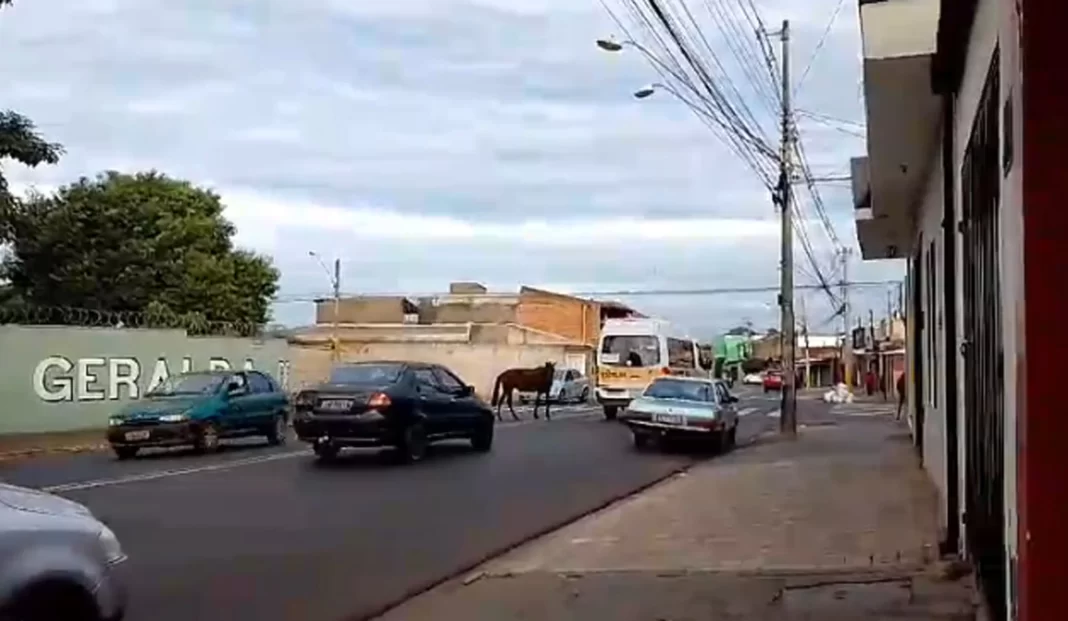 Cavalo solto em avenida de Ribeirão Preto