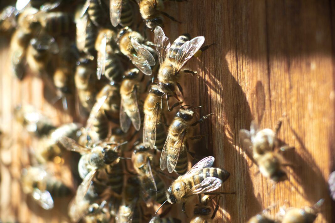 Close up shot of bees on apiary