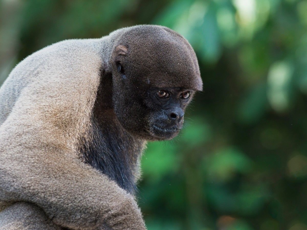 Macaco-aranha-de-cara-branca - Portal Amazônia