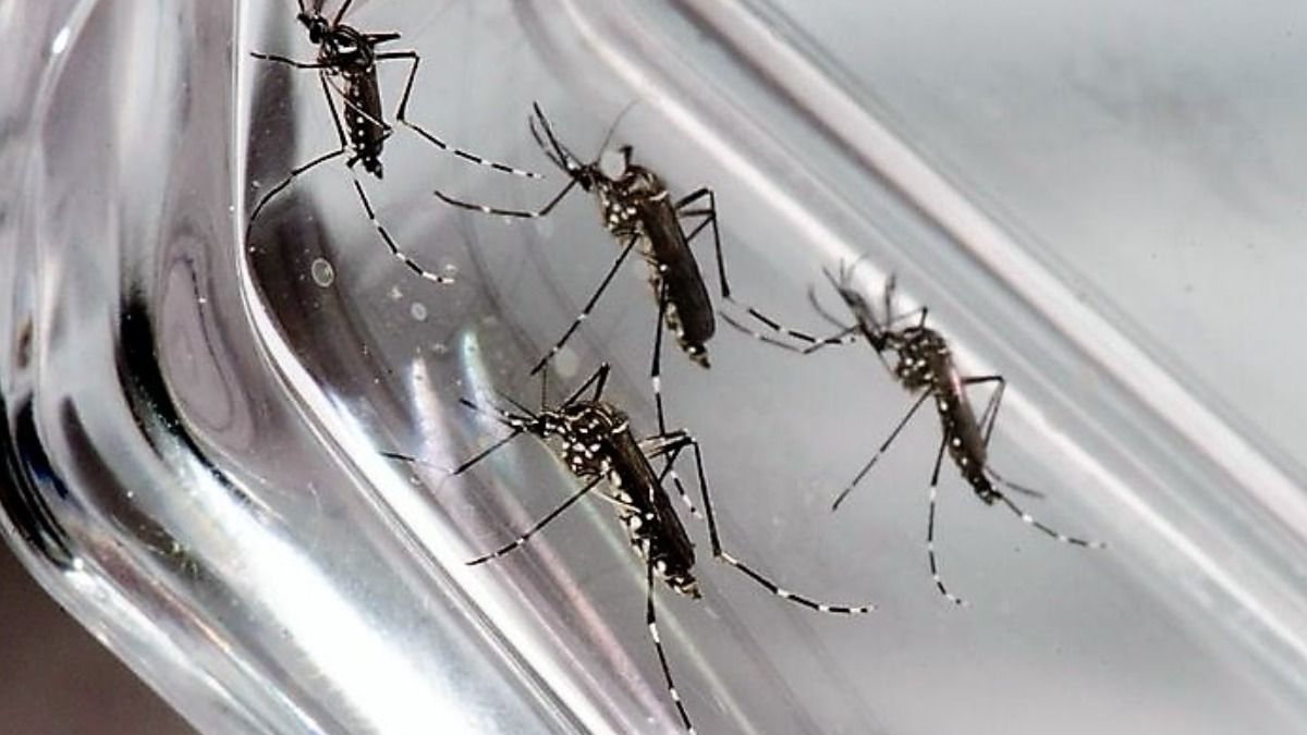 Mosquito Aedes aegypti, transmissor da dengue, zika e chikungunya