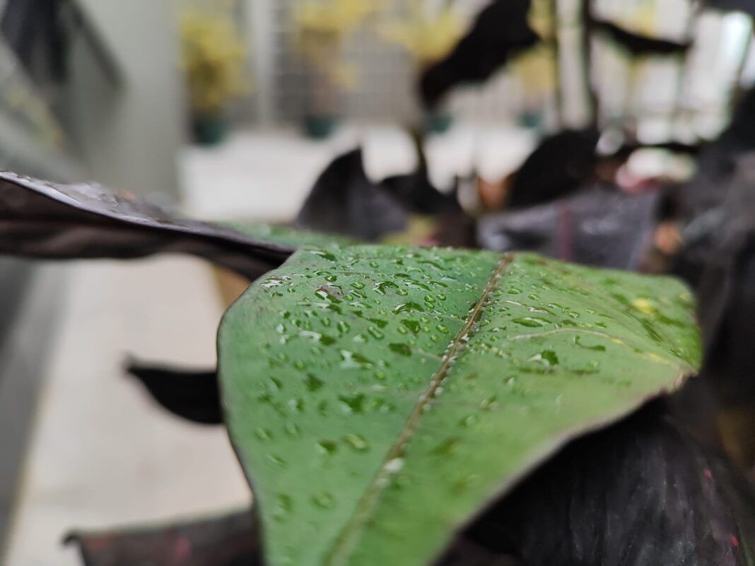 A foto mostra uma folha de árvore com gotas de chuva