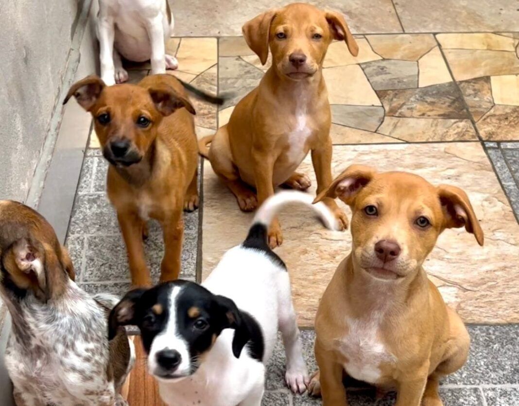 A foto mostra vários cachorros caramelos e brancos