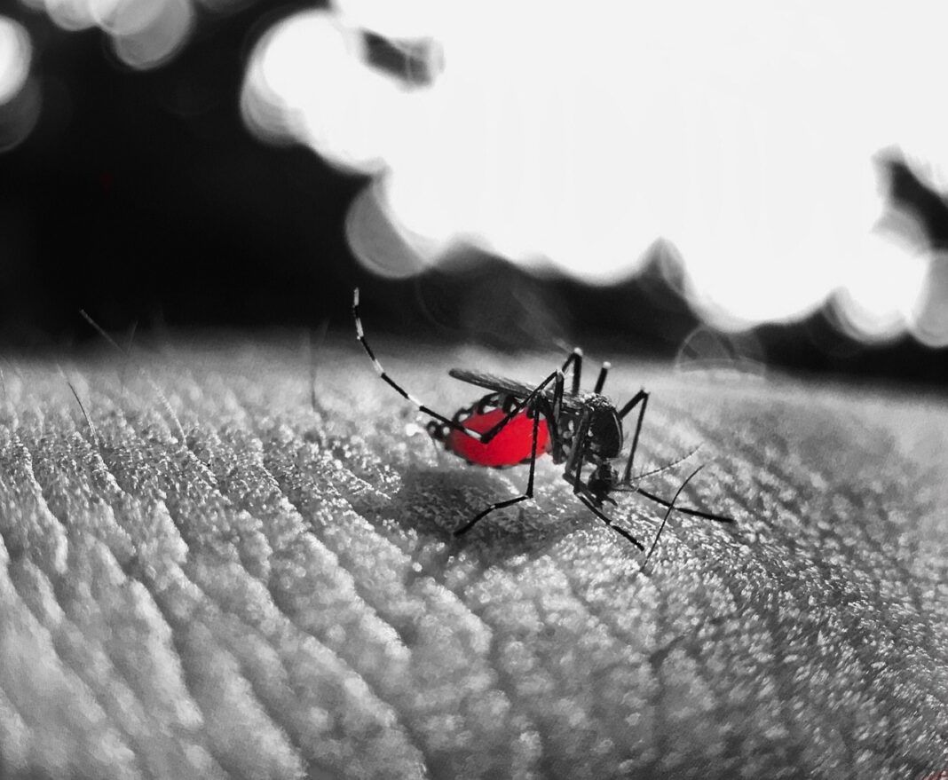 Mosquito dengue (3)