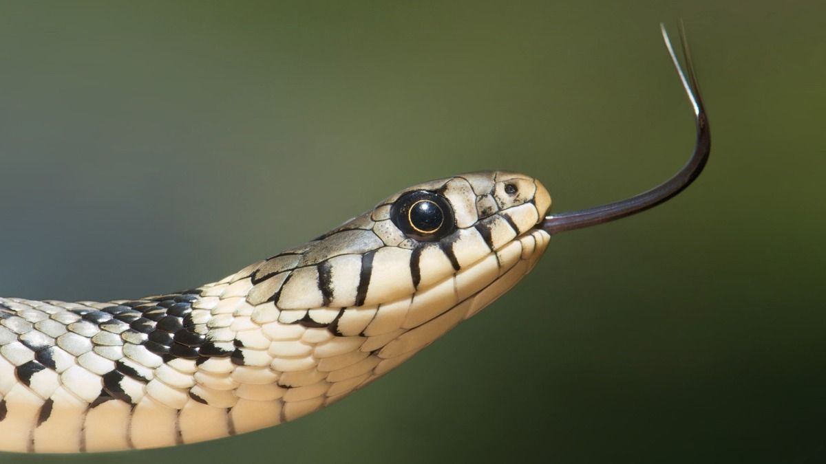Qual é a diferença entre Cobras e Serpentes? - Tudo EP