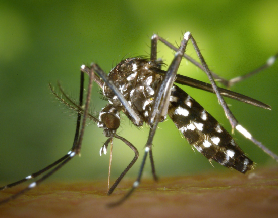 Brasil apresenta mais casos de dengue e buscas por repelentes tiveram aumento