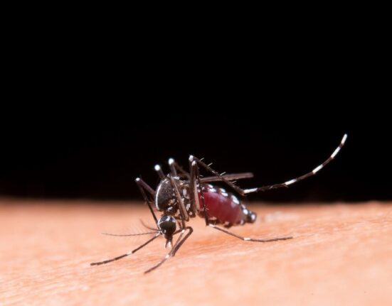 dengue, mosquito, Aedes aegypti