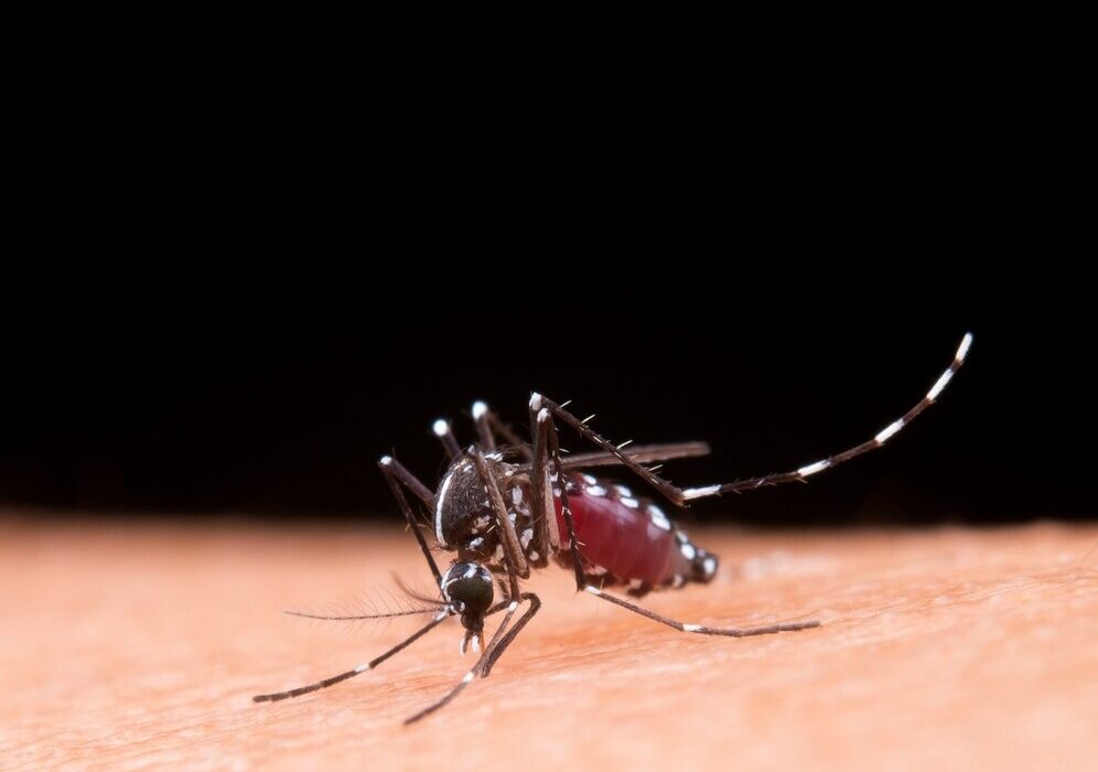 dengue, mosquito, Aedes aegypti