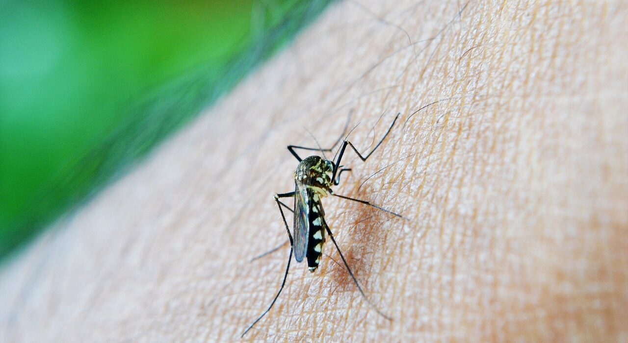 mosquito da dengue picando