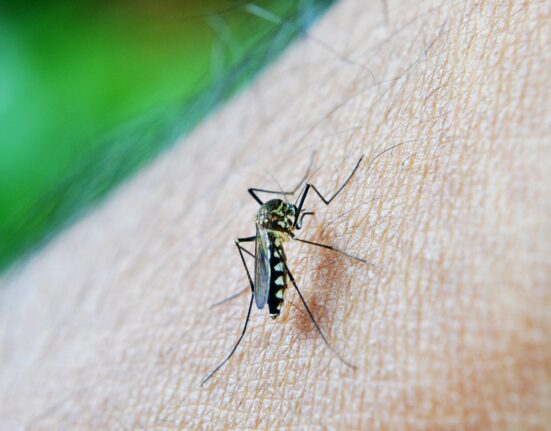 mosquito da dengue picando