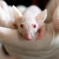 Dúvidas sobre o que significa sonhar com ratos tiveram aumento nas buscas