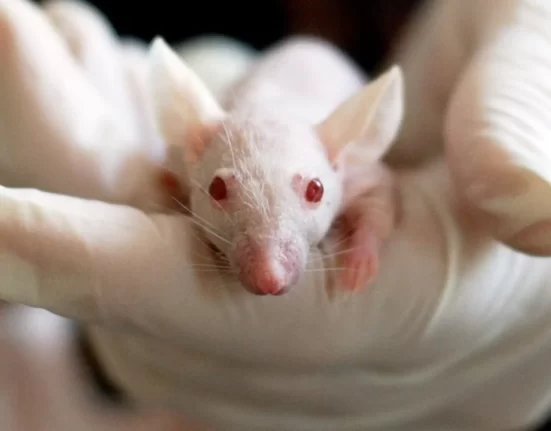 Dúvidas sobre o que significa sonhar com ratos tiveram aumento nas buscas