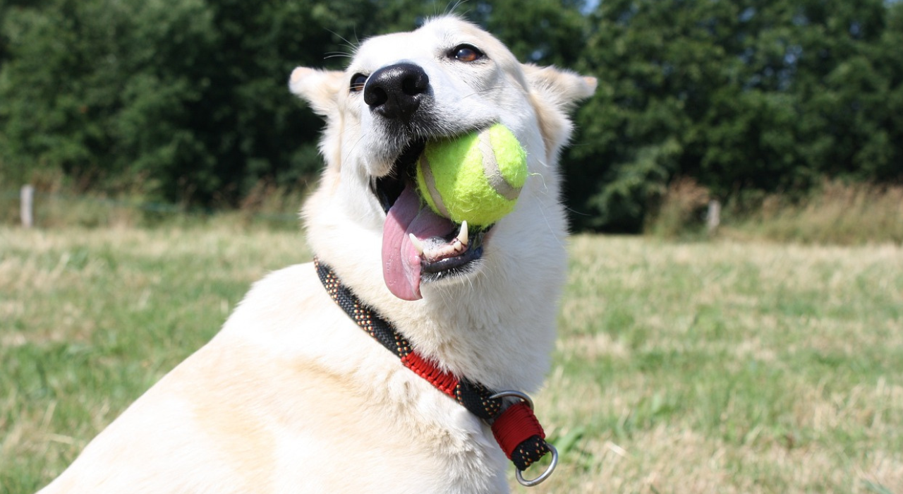 Cães adora bolinhas de tênis
