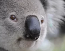 Acreditava-se que os coalas eram os animais que não precisavam beber água para sobreviver