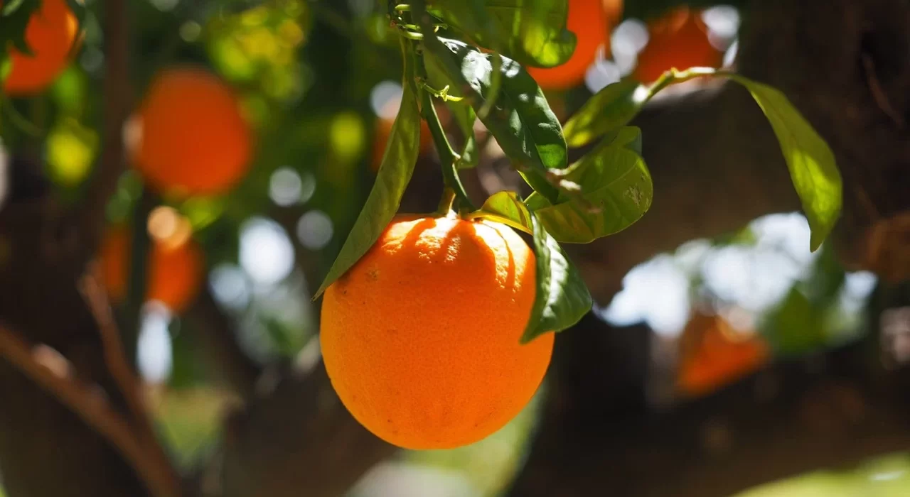 Produção de laranja poderá cair na próxima safra