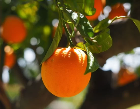 Produção de laranja poderá cair na próxima safra