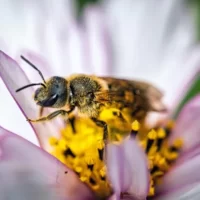 abelha, flor
