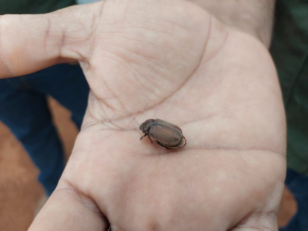 foto mostra besouro que é praga na mandioca